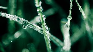 Preview wallpaper grass, dew, water, drops, macro