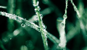 Preview wallpaper grass, dew, water, drops, macro