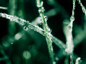 Preview wallpaper grass, dew, water, drops, macro