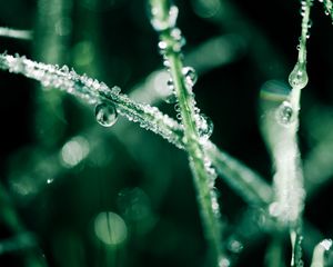 Preview wallpaper grass, dew, water, drops, macro