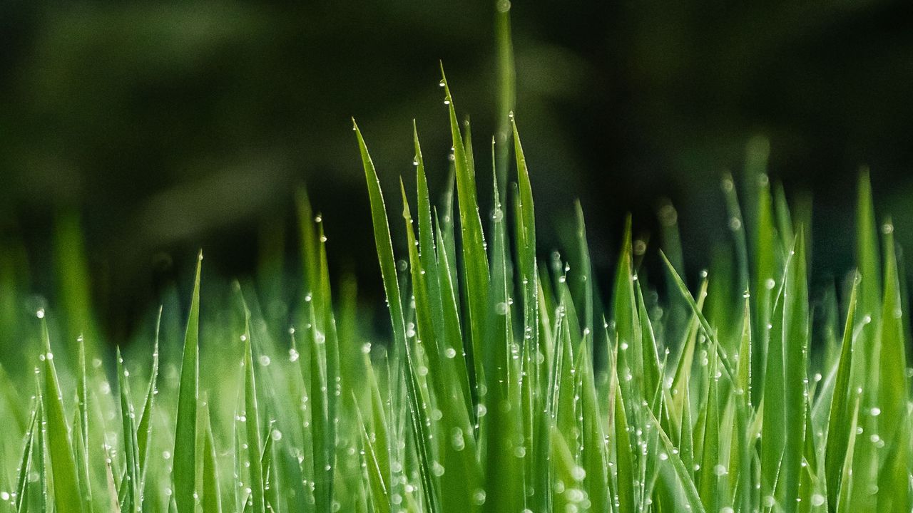 Wallpaper grass, dew, wet, drops, green