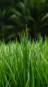 Preview wallpaper grass, dew, wet, drops, green