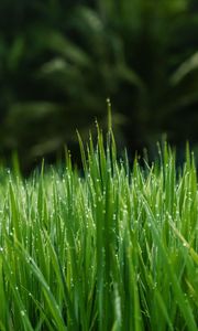 Preview wallpaper grass, dew, wet, drops, green