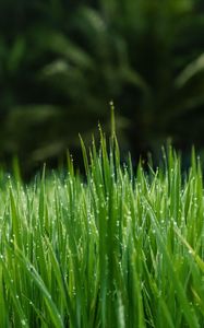 Preview wallpaper grass, dew, wet, drops, green