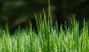 Preview wallpaper grass, dew, wet, drops, green