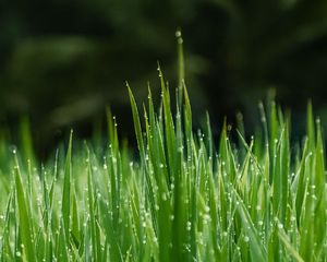 Preview wallpaper grass, dew, wet, drops, green