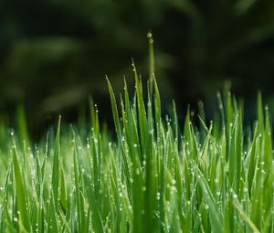 Preview wallpaper grass, dew, wet, drops, green