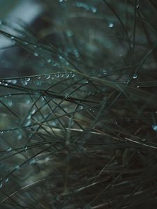 Preview wallpaper grass, dew, wet, drops