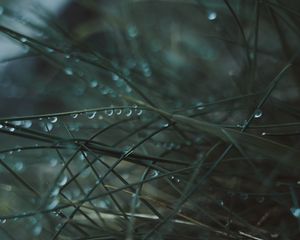 Preview wallpaper grass, dew, wet, drops