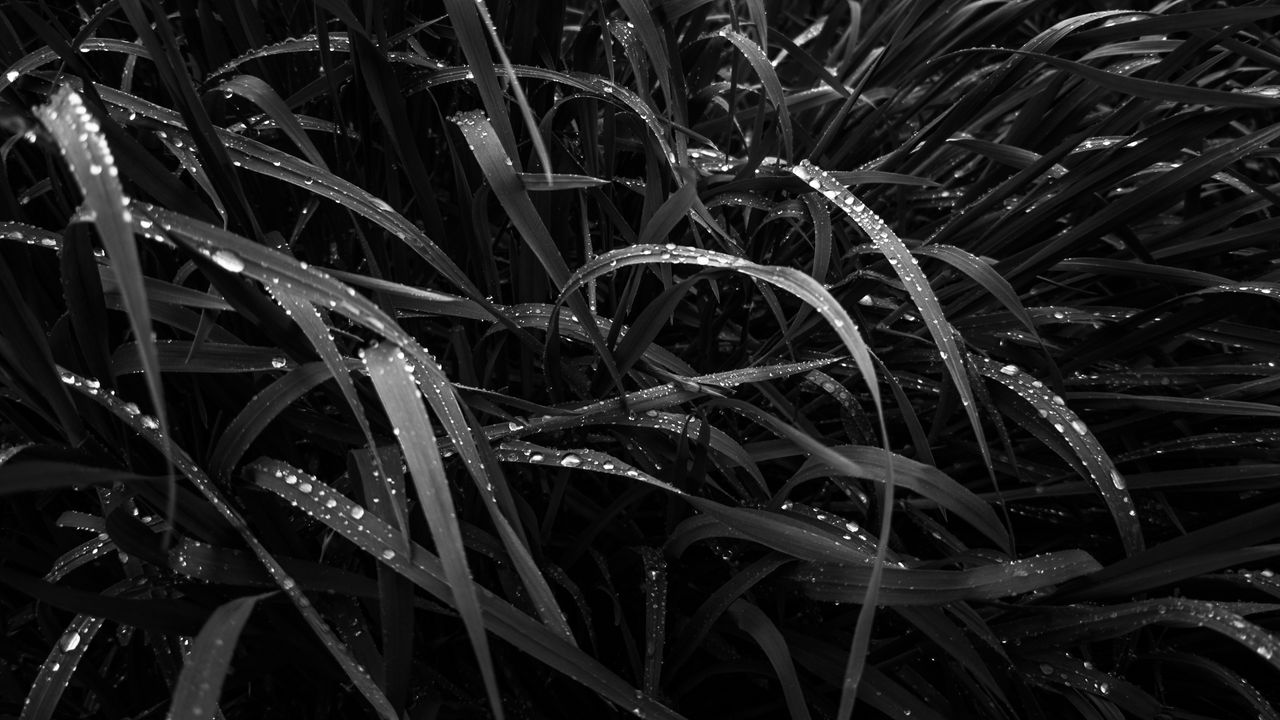 Wallpaper grass, dew, wet, black and white