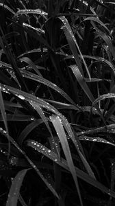 Preview wallpaper grass, dew, wet, black and white