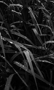 Preview wallpaper grass, dew, wet, black and white