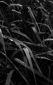 Preview wallpaper grass, dew, wet, black and white