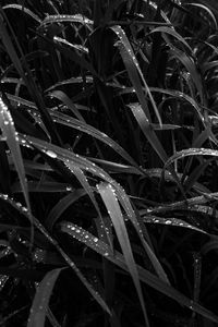 Preview wallpaper grass, dew, wet, black and white