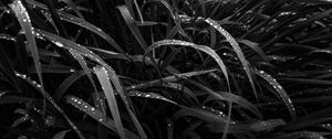 Preview wallpaper grass, dew, wet, black and white