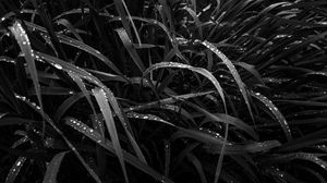 Preview wallpaper grass, dew, wet, black and white