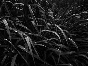 Preview wallpaper grass, dew, wet, black and white