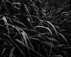 Preview wallpaper grass, dew, wet, black and white