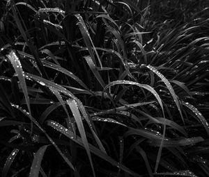 Preview wallpaper grass, dew, wet, black and white