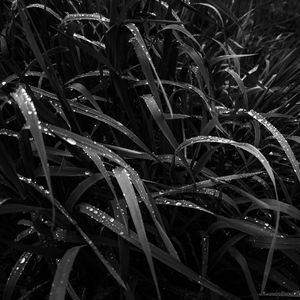 Preview wallpaper grass, dew, wet, black and white