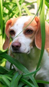 Preview wallpaper grass, dog, puppy, observation