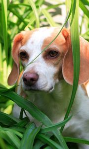 Preview wallpaper grass, dog, puppy, observation