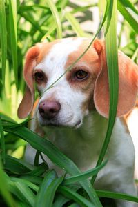 Preview wallpaper grass, dog, puppy, observation