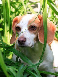 Preview wallpaper grass, dog, puppy, observation