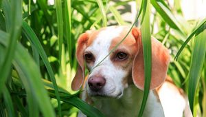 Preview wallpaper grass, dog, puppy, observation