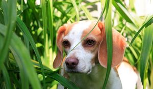 Preview wallpaper grass, dog, puppy, observation