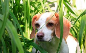 Preview wallpaper grass, dog, puppy, observation