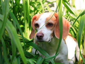 Preview wallpaper grass, dog, puppy, observation