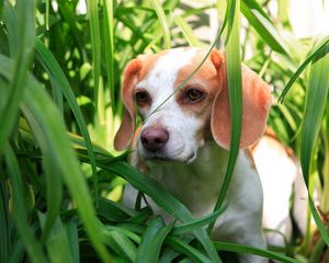 Preview wallpaper grass, dog, puppy, observation