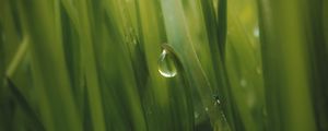 Preview wallpaper grass, drop, dew, macro, green