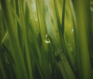 Preview wallpaper grass, drop, dew, macro, green