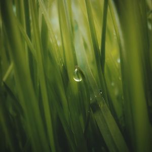 Preview wallpaper grass, drop, dew, macro, green