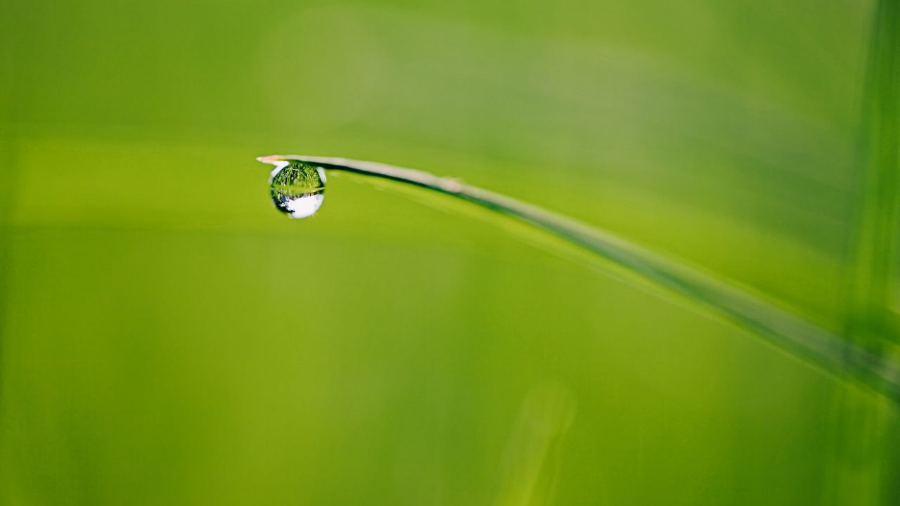 Wallpaper grass, drop, dew, reflection