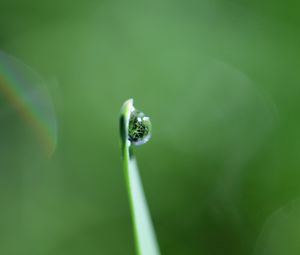 Preview wallpaper grass, drop, dew