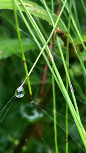 Preview wallpaper grass, drop, macro, green, background