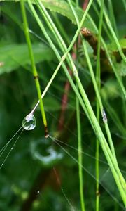 Preview wallpaper grass, drop, macro, green, background