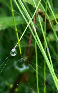 Preview wallpaper grass, drop, macro, green, background