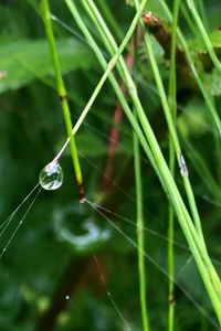 Preview wallpaper grass, drop, macro, green, background