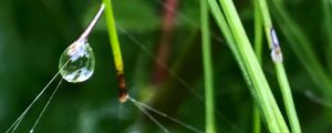 Preview wallpaper grass, drop, macro, green, background