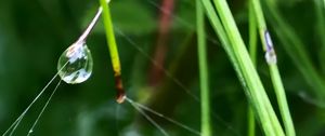 Preview wallpaper grass, drop, macro, green, background