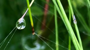 Preview wallpaper grass, drop, macro, green, background