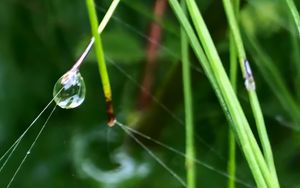 Preview wallpaper grass, drop, macro, green, background