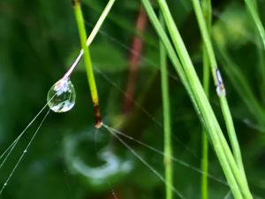 Preview wallpaper grass, drop, macro, green, background