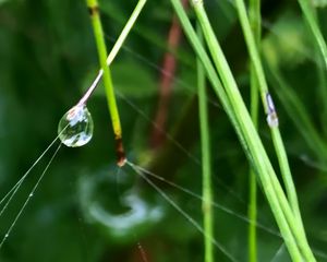 Preview wallpaper grass, drop, macro, green, background