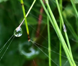 Preview wallpaper grass, drop, macro, green, background