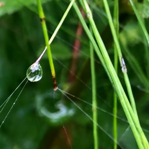 Preview wallpaper grass, drop, macro, green, background